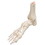 3B Scientific 12-4189 Human Foot and Ankle Skeleton, Wire Mounted, Includes 3B Smart Anatomy
