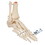 3B Scientific 12-4189 Human Foot and Ankle Skeleton, Wire Mounted, Includes 3B Smart Anatomy