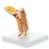 12-4481 Rudiger Anatomie Cervical Spine With Muscles