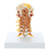 12-4481 Rudiger Anatomie Cervical Spine With Muscles
