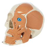 12-4482 Rudiger Anatomie 4-Part Human Skull With Facial Musculature