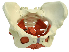 12-4485 Rudiger Anatomie Female Pelvis With Pelvic Floor Muscles