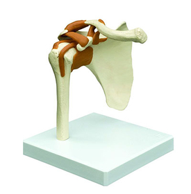 12-4487 Rudiger Anatomie Functional Shoulder Joint With Ligaments