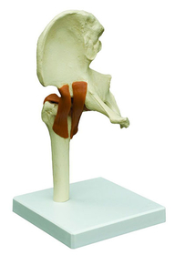 12-4488 Rudiger Anatomie Functional Hip Joint With Ligaments