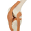 12-4489 Rudiger Anatomie Functional Knee Joint With Ligaments