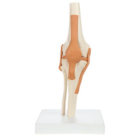 12-4489 Rudiger Anatomie Functional Knee Joint With Ligaments