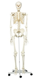 3B Scientific 12-4500 3B Scientific Anatomical Model - Stan The Classic Skeleton On Roller Stand - Includes 3B Smart Anatomy
