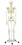3B Scientific 12-4500 3B Scientific Anatomical Model - Stan The Classic Skeleton On Roller Stand - Includes 3B Smart Anatomy, Price/Each