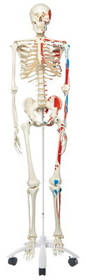 3B Scientific 12-4501 3B Scientific Anatomical Model - Max The Muscle Skeleton On Roller Stand - Includes 3B Smart Anatomy