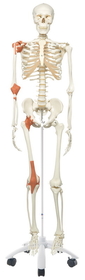 3B Scientific 12-4502 3B Scientific Anatomical Model - Leo The Ligament Skeleton On Roller Stand - Includes 3B Smart Anatomy