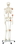3B Scientific 12-4502 3B Scientific Anatomical Model - Leo The Ligament Skeleton On Roller Stand - Includes 3B Smart Anatomy, Price/Each