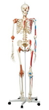 3B Scientific 12-4503 3B Scientific Anatomical Model - Sam The Super Skeleton On Roller Stand - Includes 3B Smart Anatomy