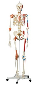 3B Scientific 12-4503 3B Scientific Anatomical Model - Sam The Super Skeleton On Roller Stand - Includes 3B Smart Anatomy