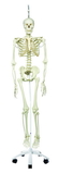 3B Scientific 12-4504 3B Scientific Anatomical Model - Phil The Physiological Skeleton On Hanging Roller Stand - Includes 3B Smart Anatomy