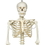 3B Scientific 12-4504 3B Scientific Anatomical Model - Phil The Physiological Skeleton On Hanging Roller Stand - Includes 3B Smart Anatomy, Price/Each