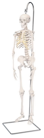 3B Scientific 12-4505 3B Scientific Anatomical Model - Shorty The Mini Skeleton On Hanging Stand - Includes 3B Smart Anatomy
