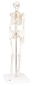 3B Scientific 12-4506 3B Scientific Anatomical Model - Shorty The Mini Skeleton On Mounted Base - Includes 3B Smart Anatomy