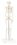 3B Scientific 12-4506 3B Scientific Anatomical Model - Shorty The Mini Skeleton On Mounted Base - Includes 3B Smart Anatomy, Price/Each