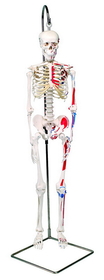 3B Scientific 12-4507 3B Scientific Anatomical Model - Shorty The Mini Skeleton With Muscles On Hanging Stand - Includes 3B Smart Anatomy