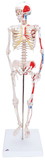 Fabrication Enterprises 12-4508 3B Scientific Anatomical Model - Shorty the mini skeleton with muscles on mounted base - Includes 3B Smart Anatomy