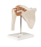 3B Scientific 12-4509 3B Scientific Anatomical Model - Functional Shoulder Joint - Includes 3B Smart Anatomy