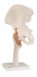 3B Scientific 12-4510 3B Scientific Anatomical Model - Functional Hip Joint - Includes 3B Smart Anatomy
