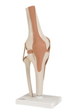 3B Scientific 12-4511 3B Scientific Anatomical Model - Functional Knee Joint - Includes 3B Smart Anatomy