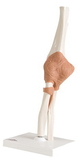 3B Scientific 12-4512 3B Scientific Anatomical Model - Functional Elbow Joint - Includes 3B Smart Anatomy