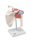 3B Scientific 12-4513 3B Scientific Anatomical Model - Functional Shoulder Joint, Deluxe - Includes 3B Smart Anatomy