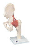 3B Scientific 12-4514 3B Scientific Anatomical Model - Functional Hip Joint, Deluxe - Includes 3B Smart Anatomy