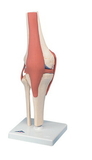 3B Scientific 12-4515 3B Scientific Anatomical Model - Functional Knee Joint, Deluxe - Includes 3B Smart Anatomy