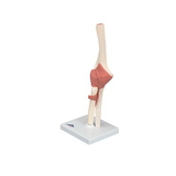 3B Scientific 12-4516 3B Scientific Anatomical Model - Functional Elbow Joint, Deluxe - Includes 3B Smart Anatomy
