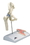 3B Scientific 12-4517 3B Scientific Anatomical Model - Mini Hip Joint With Cross Section Of Bone On Base - Includes 3B Smart Anatomy, Price/Each