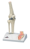 3B Scientific 12-4518 3B Scientific Anatomical Model - Mini Knee Joint With Cross Section Of Bone On Base - Includes 3B Smart Anatomy