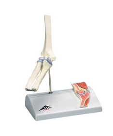 3B Scientific 12-4520 3B Scientific Anatomical Model - Mini Elbow Joint With Cross Section Of Bone On Base - Includes 3B Smart Anatomy