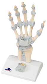 3B Scientific 12-4521 3B Scientific Anatomical Model - Hand Skeleton With Ligaments - Includes 3B Smart Anatomy
