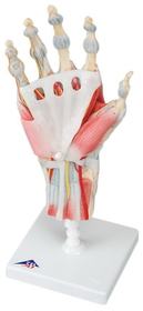 3B Scientific 12-4522 3B Scientific Anatomical Model - Hand Skeleton With Removable Ligaments & Muscles, 4-Part - Includes 3B Smart Anatomy