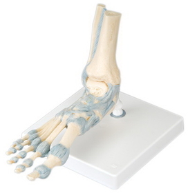 3B Scientific 12-4523 3B Scientific Anatomical Model - Foot Skeleton With Ligaments - Includes 3B Smart Anatomy