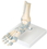 3B Scientific 12-4523 3B Scientific Anatomical Model - Foot Skeleton With Ligaments - Includes 3B Smart Anatomy, Price/Each