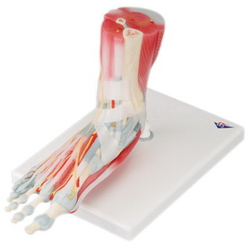3B Scientific 12-4524 3B Scientific Anatomical Model - Foot Skeleton With Removable Ligaments & Muscles, 6-Part - Includes 3B Smart Anatomy