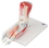 3B Scientific 12-4524 3B Scientific Anatomical Model - Foot Skeleton With Removable Ligaments & Muscles, 6-Part - Includes 3B Smart Anatomy, Price/Each