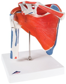 3B Scientific 12-4525 3B Scientific Anatomical Model - Shoulder Joint With Rotator Cuff - Includes 3B Smart Anatomy
