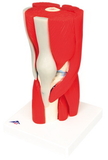 3B Scientific 12-4527 3B Scientific Anatomical Model - Knee Joint With Removable Muscles, 12-Part - Includes 3B Smart Anatomy