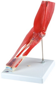 3B Scientific 12-4528 3B Scientific Anatomical Model - Elbow Joint With Removable Muscles, 8-Part - Includes 3B Smart Anatomy