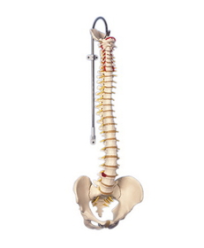 3B Scientific 12-4529 3B Scientific Anatomical Model - Flexible Spine, Classic, With Male Pelvis - Includes 3B Smart Anatomy