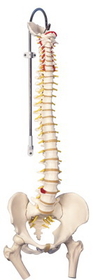 3B Scientific 12-4530 3B Scientific Anatomical Model - Flexible Spine, Classic, With Femur Heads - Includes 3B Smart Anatomy