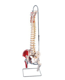 3B Scientific 12-4531 3B Scientific Anatomical Model - Flexible Spine, Classic, With Femur Heads, Muscles - Includes 3B Smart Anatomy