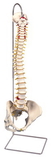 3B Scientific 12-4532 3B Scientific Anatomical Model - Flexible Spine, Classic, With Female Pelvis - Includes 3B Smart Anatomy