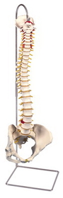 3B Scientific 12-4532 3B Scientific Anatomical Model - Flexible Spine, Classic, With Female Pelvis - Includes 3B Smart Anatomy