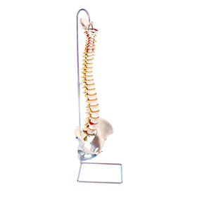 12-4538 3B Scientific Anatomical Model - Highly Flexible Flexible Spine Without Stand - Includes 3B Smart Anatomy